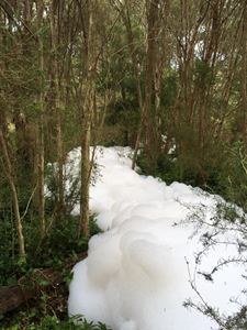 Blackburn Lake shampoo foam